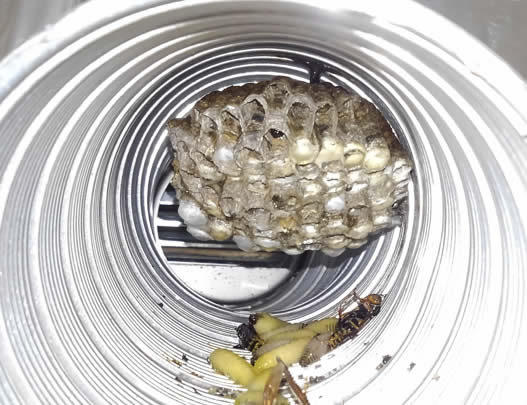 アシナガバチの巣駆除換気口ダクト